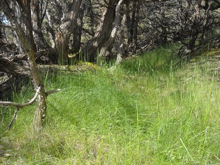 Field of Green