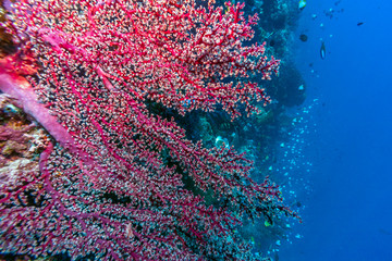 Coral garden in Caribbean © John Anderson
