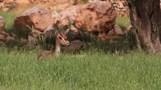 Israeli mountain gazelle in the field eating grass