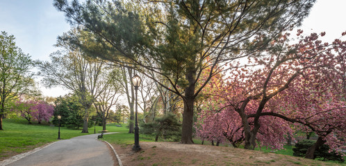 Central Park, New York City in spring