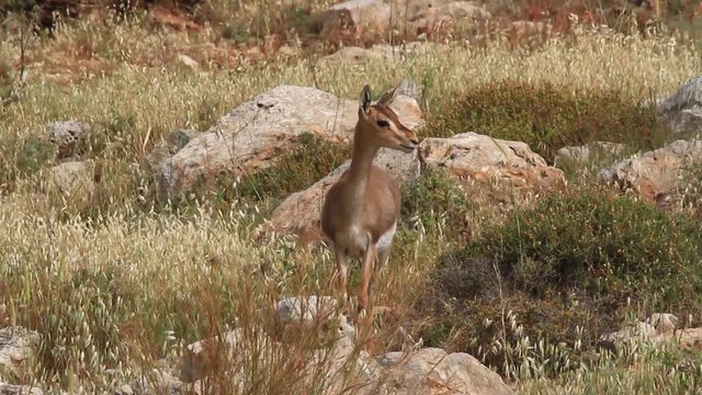 Israeli mountain gazelle in the field