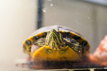 Portrait of Pond Slider turtle sitting in aquarium
