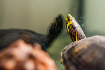 Portrait of Pond Slider turtle sitting in aquarium