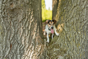 Little Jack Russell Terrier dog is climbing up a huge tree