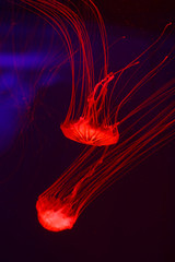 Background a lot of jellyfish, underwater world