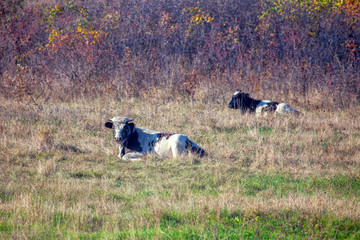 young bulls lying on the meadow