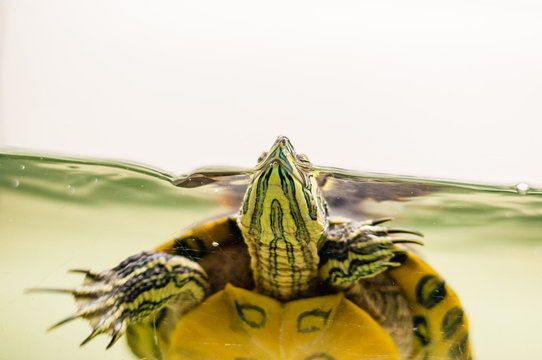 Close-up of Pond Slider turtle swimming in aquarium