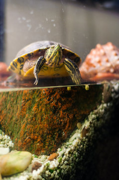 Portrait of Pond Slider turtle sitting in aquarium