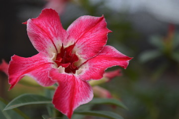 Adenium obesum flower pink petal simple