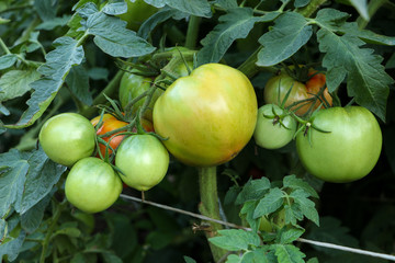 Green tomatoes ripening on a bush. Close-up.