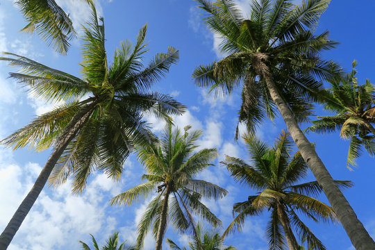 Bottom view of palm trees forest at blue sky background