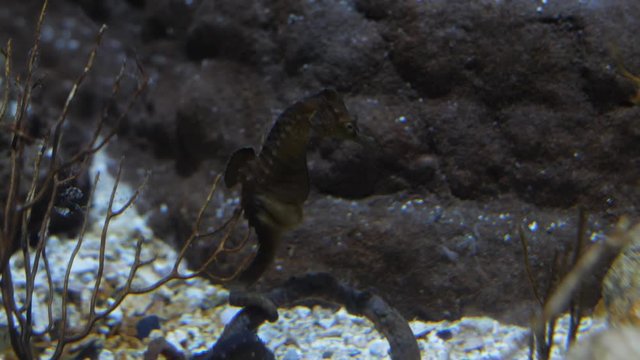 Beautiful brown seahorse hippocampus in an aquarium with rock in background