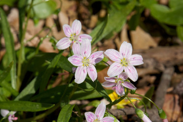 Pink Spring Flowers