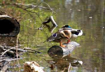 Preening Ducks