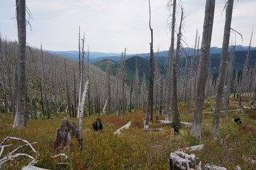 Burned Out Mountainside