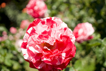 Portland Rose Garden Red and White Rose
