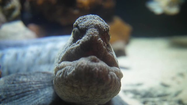 Scary seawolf face eyes looking at the camera, Atlantic wolffish,  sea cat, ocean cat fish. 
