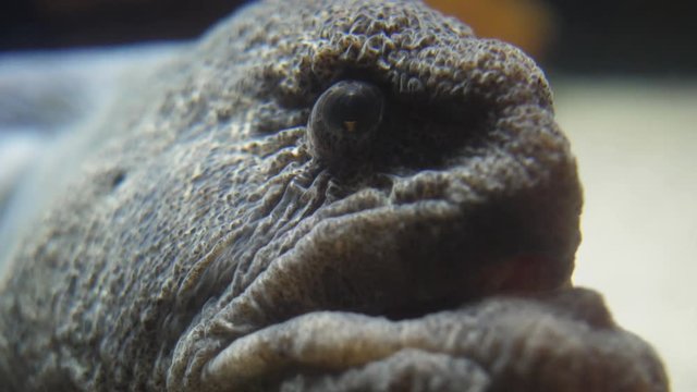 Close macro view of a seawolf, woof or Anarhichas lupus with extensive teeth structure