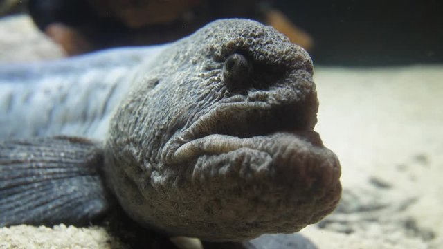 Global face view of a seawolf or atlantic cat fish Anarhichas lupus