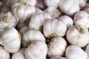 Heads of garlic. Close-up.