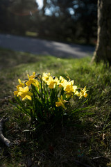 Bunch of Daffodils