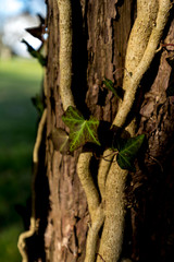 Obraz premium Ivy on Tree at dawn