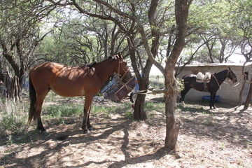 Caballo Manso