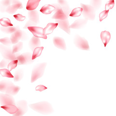 Pink sakura flower flying petals isolated on white vector background.