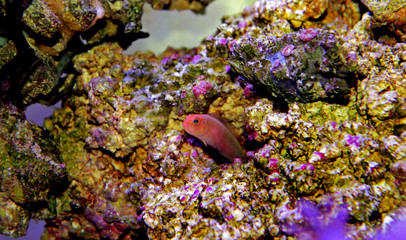Fototapeta na wymiar Elongate Dottyback - (Pseudochromis elongatus)