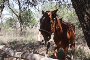 Caballo Manso