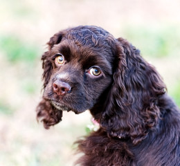 A closeup of a chocolate cocker spaniel puppy.