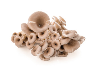 Angel mushroom isolated on white background