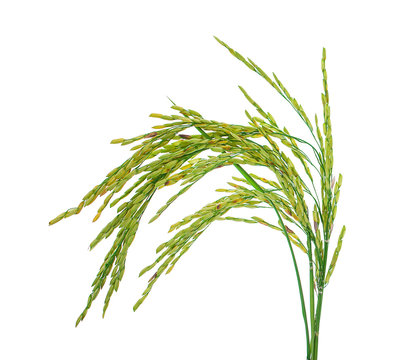 Fresh rice plant isolated on white background