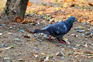 pigeon in park
