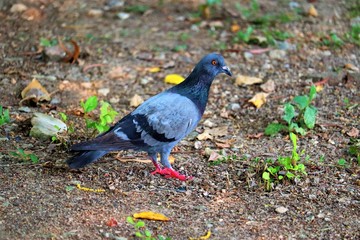 pigeon on grass