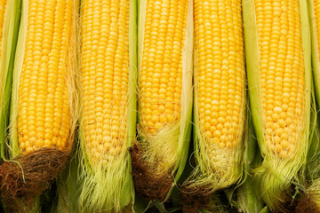 Ripe yellow corn cobs. Close-up. Corn grain.