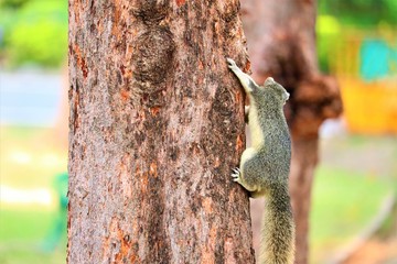 squirrel on a tree
