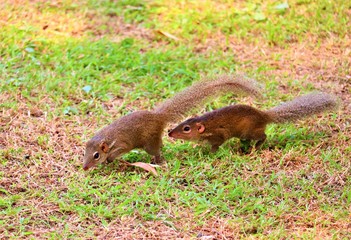 squirrel in the park