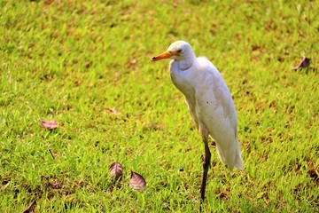 great blue heron