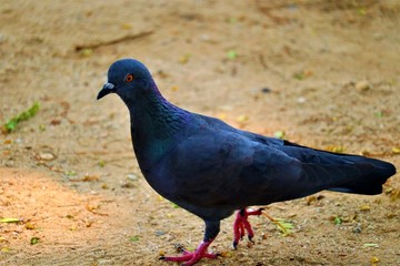 Dove