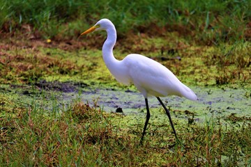 egret