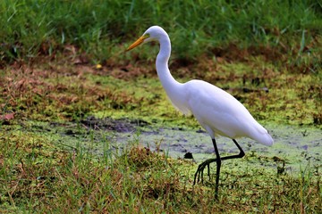 egret