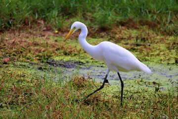 egret