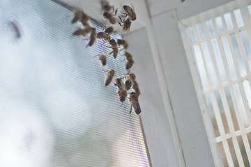 Honey bee drones on walls of the adversary before sperm collection. Artificial insemination of queen bees. Directions of beekeeping. Drone Rearing. honeybee insemination, flying cage for drones