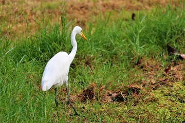 egret