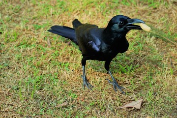 crow on grass