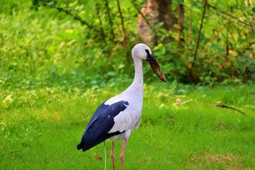 stork on green grass