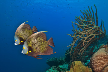 Naklejka na ściany i meble French Angelfish (Pomacanthus paru) on the reefs of Bonaire