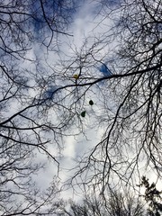 balloons caught in branches of tree against sky