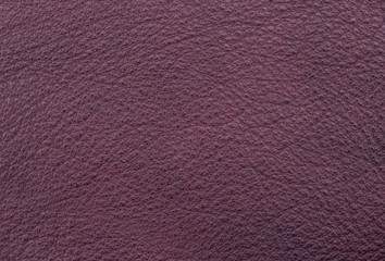 Sample texture of natural leather eggplant color. Material of animal origin. Close-up.